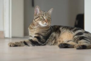 Клещ у кошки: что делать и как защитить питомца