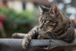 Клещ у кошки: что делать и как защитить питомца